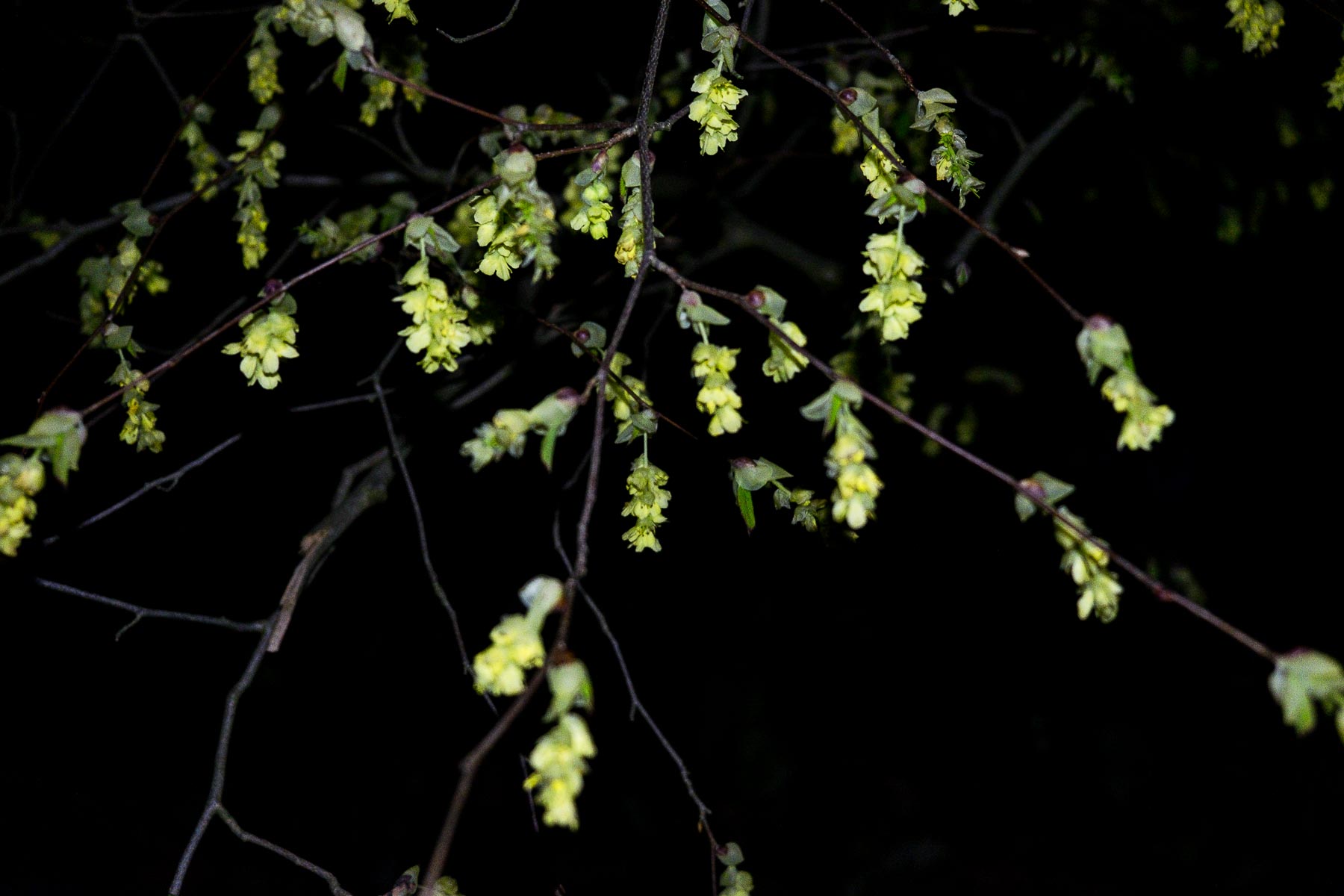 16.04.2016-Nachts im Botanischen Garten Düsseldorf