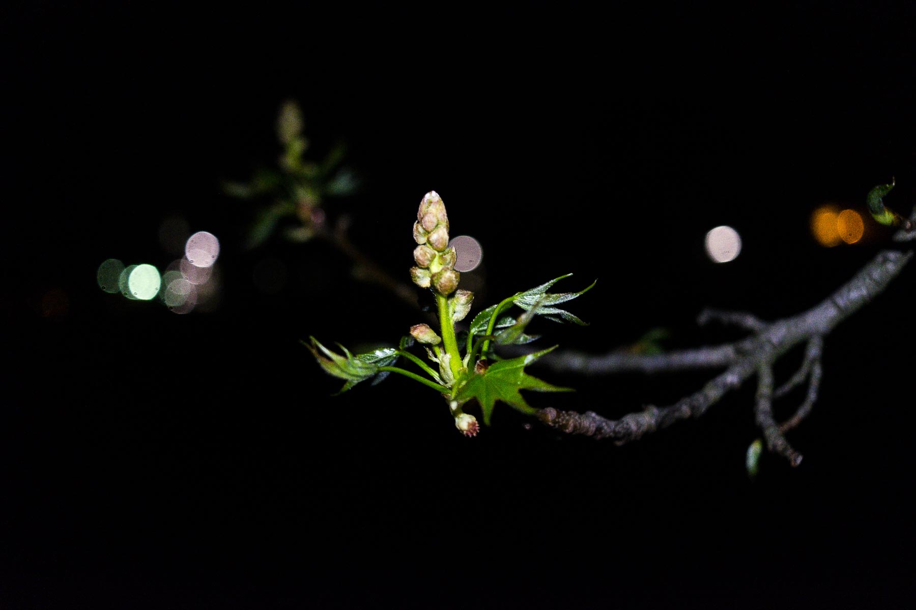 16.04.2016-Nachts im Botanischen Garten Düsseldorf
