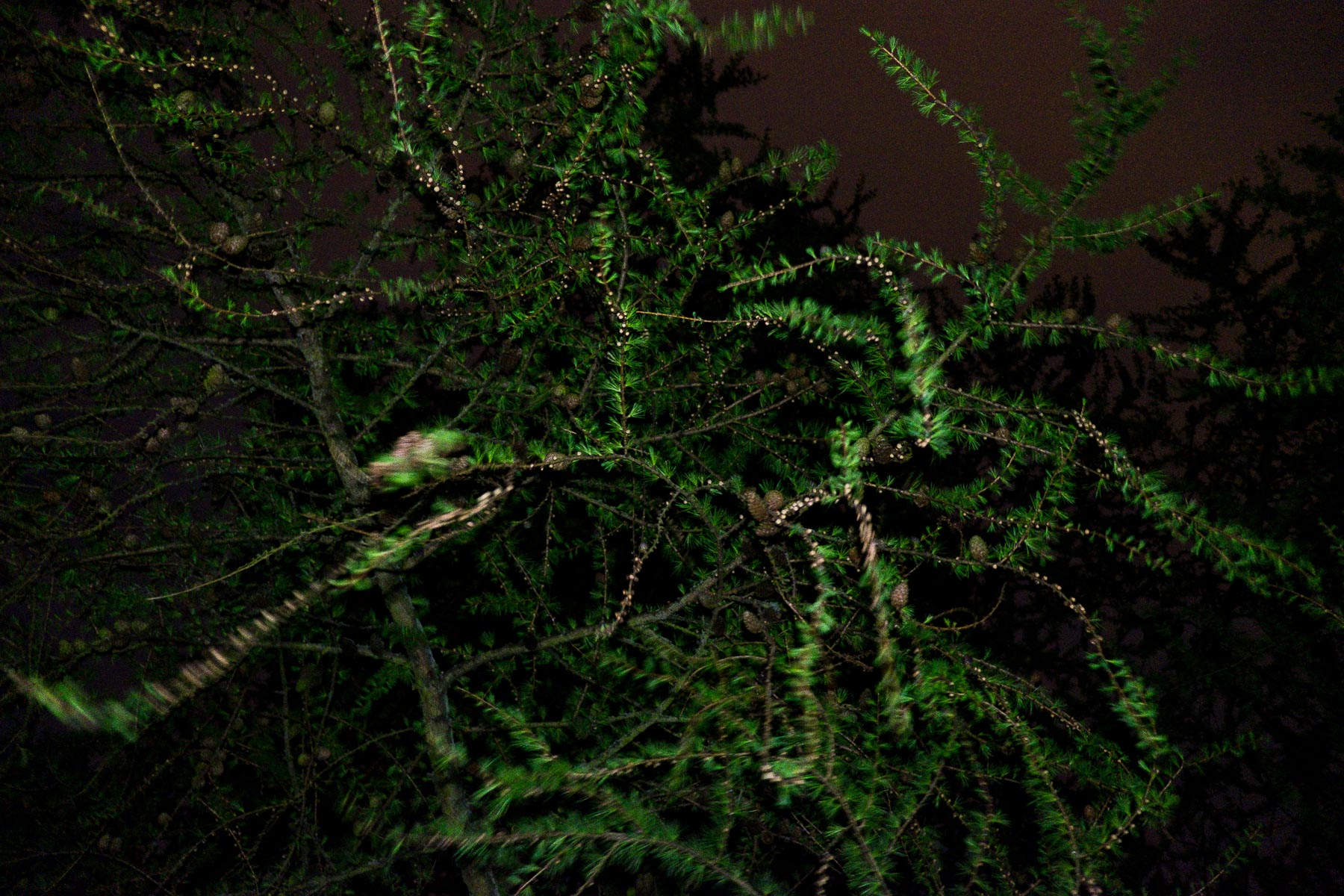 16.04.2016-Nachts im Botanischen Garten Düsseldorf